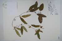 藏品(臺灣牛皮消、臺灣白薇)的圖片