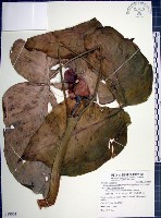 藏品(申跋、油跋、小天南星)的圖片