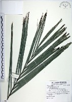 藏品(山棕)的圖片