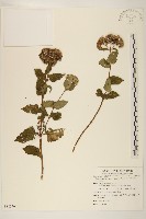 藏品(琉球澤蘭)的圖片