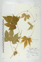 藏品(雙輪瓜)的圖片