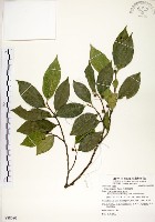 藏品(菲律賓榕)的圖片