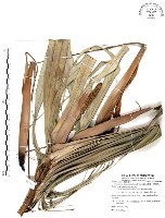 藏品(山露兜、山林投、林投舅)的圖片