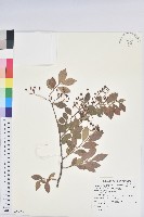 藏品(大葉越橘、來特氏越橘)的圖片