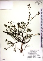 藏品(恆春金午時花)的圖片