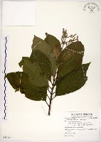 藏品(水金京)的圖片