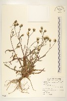 藏品(普萊氏月桃、短穗山姜)的圖片