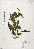 藏品(盤龍木、牛筋藤)的圖片