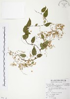 藏品(臺灣何首烏)的圖片