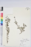 藏品(細葉杜鵑、南湖杜鵑、志佳陽杜鵑)的圖片