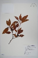 藏品(臺灣赤楊、臺灣榿木)的圖片