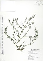 藏品(大籽當藥、巒大當藥)的圖片