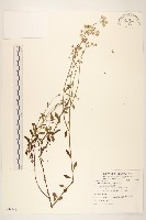 藏品(一枝香)的圖片