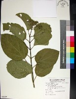 藏品(臭娘子)的圖片