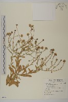 藏品(臺灣狗娃花)的圖片