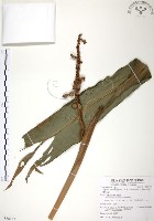 藏品(月桃、艷山姜、玉桃)的圖片