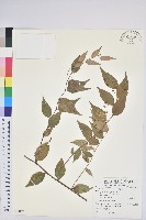 藏品(白珠樹)的圖片