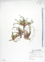 藏品(合歡柳葉菜)的圖片