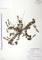 藏品(玉山水苦賈)的圖片