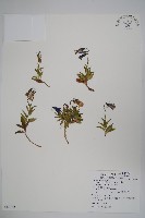 藏品(高山沙參)的圖片