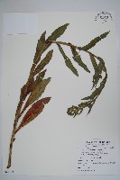 藏品(琉璃草)的圖片