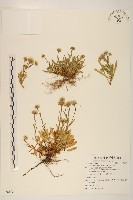 藏品(玉山飛蓬)的圖片