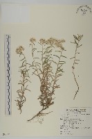 藏品(玉山抱莖籟簫)的圖片