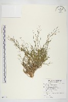 藏品(玉山筷子芥)的圖片