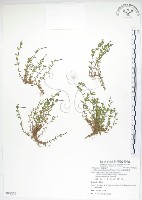 藏品(合歡柳葉菜)的圖片