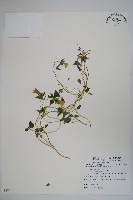 藏品(玉山山奶草)的圖片