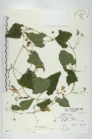 藏品(青牛膽)的圖片