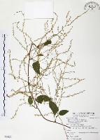 藏品(臺灣何首烏)的圖片