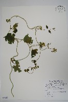 藏品(薄葉牛皮消)的圖片