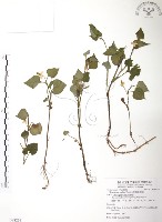藏品(臭腥草、蕺菜)的圖片