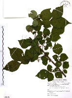 藏品(烏皮九芎、奮起湖野茉莉)的圖片