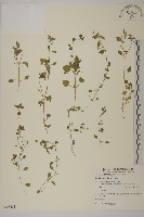 藏品(繁縷)的圖片