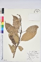 藏品(大葉石櫟、大葉校栗)的圖片