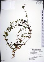 藏品(倒地蜈蚣)的圖片