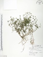 藏品(玉山金絲桃)的圖片