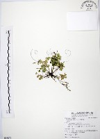 藏品(小椒草)的圖片