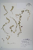 藏品(普刺特草)的圖片