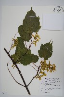 藏品(臺灣紅榨槭)的圖片