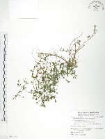 藏品(玉山金絲桃)的圖片