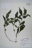 藏品(曲莖馬藍)的圖片