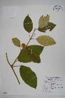 藏品(臺灣牛嬭菜)的圖片