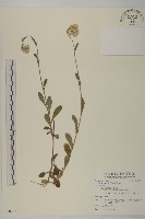 藏品(日本假蓬)的圖片