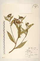 藏品(黃菀)的圖片