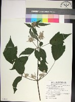 藏品(台灣牡丹藤、台灣草牡丹)的圖片