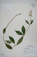 藏品(牛膝)的圖片