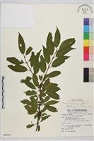 藏品(塔山鼠李)的圖片